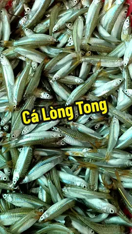 #Cá_lòng_tong #miêntayquetoi #xuhuongtiktok 