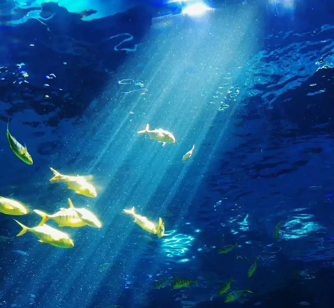 #ntna2_#blue #anhbia #choaican #anhbiawechat #đẹp #ttqll_xh🧸💞 #ttql #xh #xhuonggggg🐰 #ảnh #anhbiafacebook #chill #xanhbien 