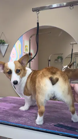 Corgi heart tail!! #corgi #dogs #doggrooming #dogsbylogan 
