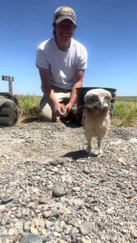 Releasing freshly banded baby burrowing owls back into their burrow! *all wildlife handled with the appropriate state and federal permits for research purposes*