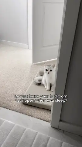 PSA:Leave your bed room door open when you sleep #cattok #catvideo#catlife #catsoftiktok #catlover #catolicos 