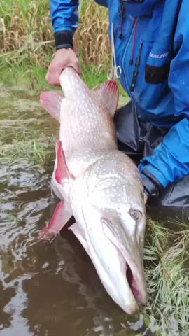 I wanted that mommy #angeln #angler #hecht #hechtangeln #pike #pikefishing #fishing #fishinglife #harzfishing 