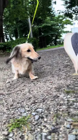 #犬のいる生活 #子犬#ダックスフンド 