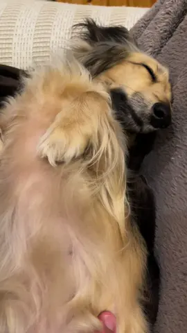 #犬のいる生活 #子犬#ダックスフンド 