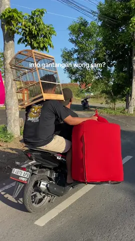 manuke mledos terus gokk gantian wonge sing di gantang😂  #muraibatuindonesia  #kicaumaniaindonesia #muraibatu #kicaumanianusantara #kicaumania #fypシ 