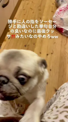 自分の口臭に思わずクサッと言ってしまう愛犬 #パグ #犬のいる生活 #私のせいにするのやめて #面白い #おすすめ 