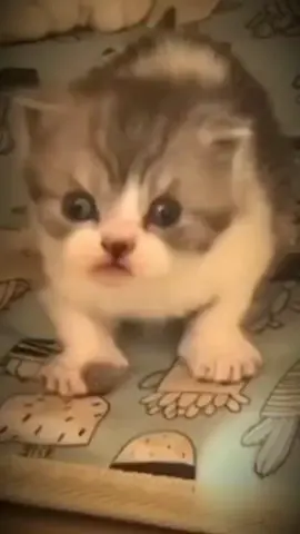 Я ТАК ПОНИМАЮ,УДАЛИТЬ ВИДОС,ДА?#котики #прикольно #жиза😂😂😂 #fyp #reс #рекомендации❤️❤️❤️ #рекомендации #рекомендации #лайк #рек #recommendations #р♥️е♥️к♥️о♥м♥е♥н♥д♥а❤ц❤и♥️и♥️ #вп 