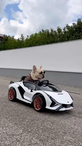This —> Breaking your heart 🔥🪶 #apache207 #doglove #lamborghini #carsoftiktok #viral 