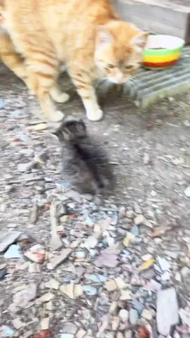 Killer Litter! Only 3 weeks old and already scaring the big guys 😈. You should be afraid. #kitten #attack #cat 