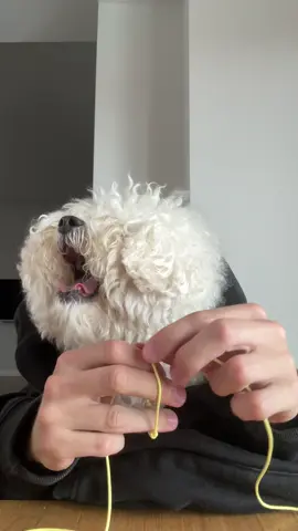 UN GIOCO DA CANI ✨ @dodojewels  #DoDoJewels #personalizzare #DoDoCords #MessagesFromTheSea #cani #ragazzi #perte #neiperte #viral #ADV