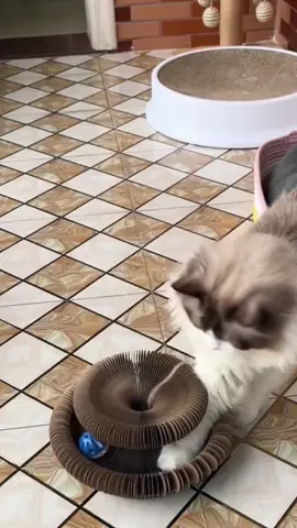 #foryou #cat #catlover #petlover #catsoftiktok #petcare #pettools #petcats #funny  #foryoupage #petsupplies #fypシ 