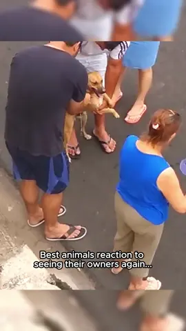 Animals are better than us #dog #dogsoftiktok #wholesome #bestfriend #cute #pets #animals 
