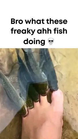 Freaky ahh fish 💀 #nasty #freaky #fish #meme #sus