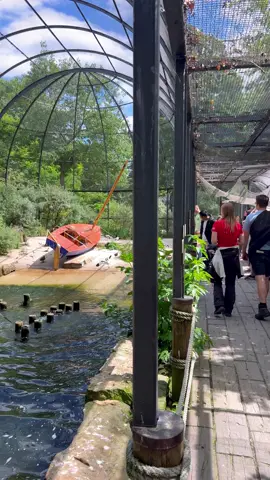 A unique aviary with a wave machine! The birds love this unique addition to their enclosure!😍 📍Zoo Berlin, Germany #bird #aviary #fyp #fy 