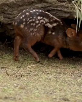 The pudu deer, specifically the Southern pudu (Pudu puda), is the world’s smallest deer species, native to the temperate rainforests of southern Chile and southwestern Argentina. Adult Southern pudus stand about 32 to 44 centimeters (13 to 17 inches) tall at the shoulder and weigh between 6.4 to 13.6 kilograms (14 to 30 pounds). Known for their small size and shy nature, pudus are elusive creatures that prefer dense underbrush where they feed on leaves, bark, and fallen fruit. Despite their diminutive size, pudus are excellent climbers and jumpers, which helps them navigate their forested habitats.