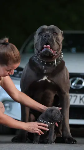 Рон и его 3 недельный сынок #канекорсобеларусь #canecorso #canecorsoitaliano #dog #foryou 