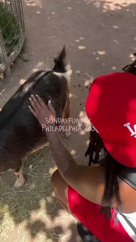 Did something different today! We went to the Philadelphia Zoo today 🦛🦍🐘 haven’t been in years and the way the sun ate us up… idk 🫣 #sundayfunday #happyfathersday #sundayfundayyyy #philadelphia #thingstodoinphilly #thingstodoinphiladelphia #philadelphiazoo #sundayvibes 