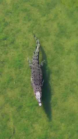 Today is World Croc Day, the ideal opportunity to celebrate these incredible and fearsome creatures! Australia is home to the saltwater crocodile (Crocodylus porosus), the world’s largest living reptile species, growing up to 6m long and weighing up to a tonne. 📷 @aeroture #crocodile #saltwatercrocodile #worldcrocday #reptile #australia #croc #wildlife #nature #worldcrocodileday #crocs #australiatok #aussie