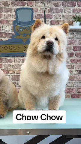 Doggy Daily Episode 308: Hilda the Chow Chow 🐾  • • • • • • • #chowchow #alopecia #chowchowpuppy #doghairloss #doggrooming 