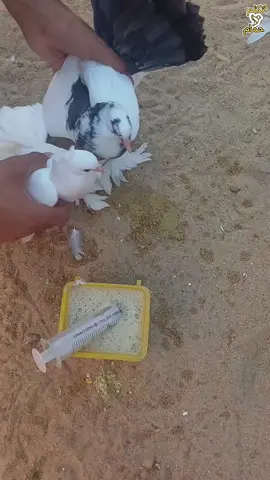 pigeon 😯 #حمام_علاء #اتكلم_حمام_علاء #الحمام_مع_علاء #اتكلم_حمام #علاء #تربية_الحمام 