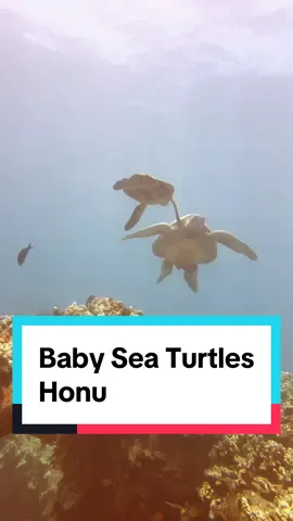 I always feel so privileged to witness & share these little interactions. It’s the little things that make up the bigger picture. #wildlife #seaturtle #babyanimals #LearnOnTikTok #divedivelive #fyp 