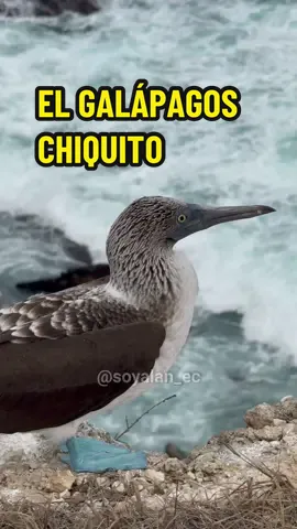 ¡Mágico Puerto López! 🥹🍃 #ecuador #turismoecuador ##manabi #manabi_ecuador🇪🇨 #puertolopezecuador #losfrailesecuador🇪🇨🏝 #quito #uio #portoviejo💚manabi❤️ecuador🇪🇨 #costaecuador🇪🇨 #surquito #nortedequito #valledeloschillos 