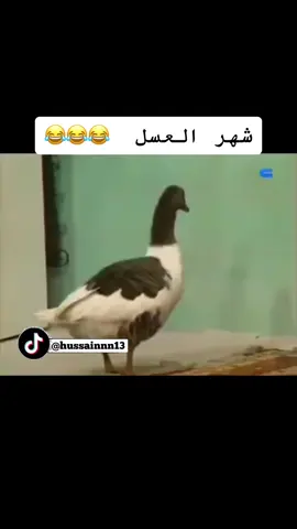 اوبريت شهر العسل 😂😂😂#شهر_العسل #اوبريت_شهر_العسل #اوبريتات_الزمن_الجميل #حسين_عبدالرضا #سعاد_عبدالله #عبدالحسين_عبدالرضا #fyp #foryou #foryoupage #viral #viralvideo #fypシ゚viral 