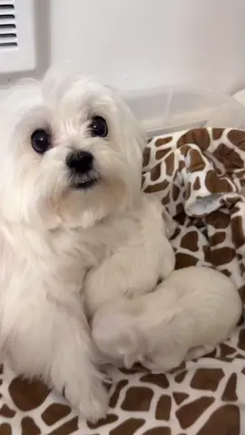 Little pups🥰🐶 🥰tag your friends🥰 Follow us @maltesecutes Follow us @maltesecutes ...................................... ...................................... 🎥puppyvillemaltese #maltese #maltesers #malteseofficial #maltesebaby  #maltesepup #maltesedog #maltesefamily #malteses #malteseoftheday #malteseinstagram  #maltesepoodle #malteser  #malteseterrier #maltesenation  #malteselove #malteselovers  #malteselover #malteseworld  #maltesemix #maltesecutes #maltesegram #esmaltesecores #maltese101 #malteseshihtzu  #malteselife #maltesegirl  #maltesepuppies #malteseofficial 