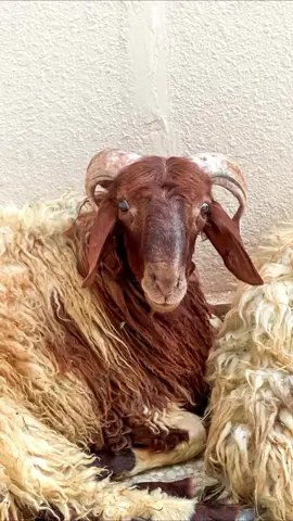 خروف العيد 🐏🤎. #عيد_الاضحى #عشوائيات #خروف #explore #foryou #fyp #ترند_تيك_توك #الشعب_الصيني_ماله_حل😂😂 #خرفان #بدون_هشتاق 