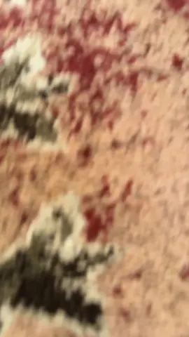 James post, im sick as a dog so no singing today:( love you guys  #dachshund #dogs #wienerdog 