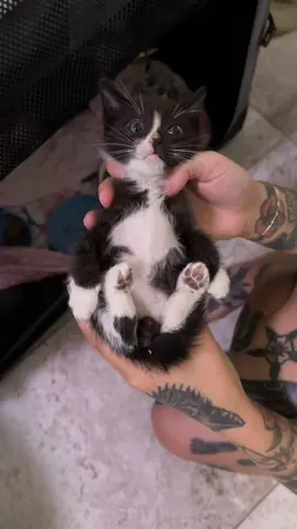 If you think you see rice near your kitten’s butt or in the litter box…THAT AIN’T RICE! 🤢 Learn to help kittens with tapeworms at KittenLady.org/tapeworms 