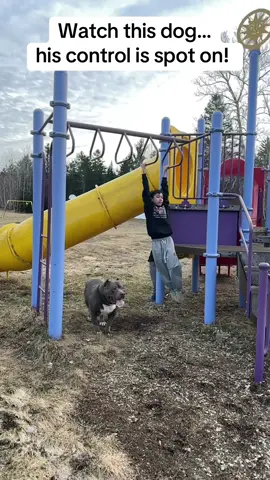 This dogs timing to protect is impeccable! #fyp #foryou #dogsoftiktok #viral 