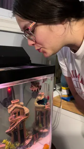 Teaching my fish to give me a little kiss 🥹🤍#betta #bettalove #fish #aquarium #bettafish #kiss #pet #PetsOfTikTok #lovemyfish #betta_lover #bettatank #aquariumfish 