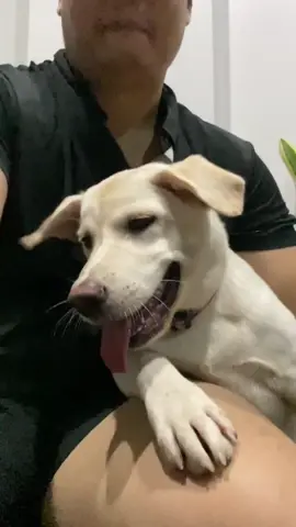 เต้าหู้ทอด #dog 