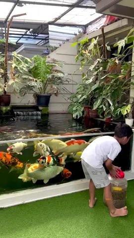 ดูปลาแบบตู้กระจกด้านข้างก็ฟินๆไปอีกแบบครับ❤️🎏🌿 #koi #สวน #ปลาคาร์ฟ #garden #ปลาคาร์ป
