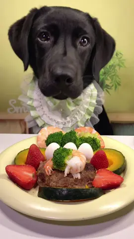 #labrador #Foodie #pets #dog #cute 
