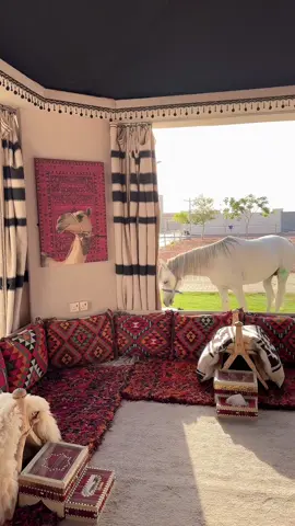 #منتجع_مشتى_القاعد ###خيل_وخياله🐎 #منتجعات_حايل_القاعد ##منتجعات_القاعد #القاعد_حائل ###خيل_عربي_اصيل 