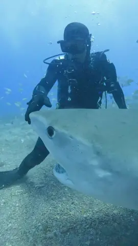 #______shark#Amazon #_shark #America #atlanticocean #BeWhaleWise #blacktipreefshark #blacktipreefsharks #blacktipshark #blacktipsharks #blueshark #bullsharks #cagediving #Californiacoast #Christmas #cutesharks #deadshark #divingandshark #divinginsharks #divingshark #divingsharkattack #divingsharks #divingwith shark #dolphin #fishingashark #fishingshark #fishingsharkbite #fishingsharkvideos #fishingtheshark #fishshark #fishsharkattack #fishsharkgame #fishsharkin aquarium #fishsharktales #fishsharktank #fishsharkvideos #Florida #foryou #foryoupage #fyp #Galeocerdonidae #giantoceanmonsters #giantsharkintheocean #giantwhiteshark #goblinsharks #greatwhites #greatwhiteshark #greatwhitesharkdiving #greatwhitesharkfacts #greatwhitesharks #greatwhitesharkweek #greenlandshark #greyshark #hammerhead #hammerheadshark #helpsavesharks #humpbackwhale #killershark #killerwhalepredation #killerwhales #killerwhalevsdolphin #knowyoursharks #landbasedwhalewatching #mackerelshark #mackerelsharks #Majesticseacreatures #makoshark #marlin #Natgeoexplorers #OceanExploration #oceangianthuman #oceangiantmonsters #oceangiantmouth #oceangiants #oceanlife #oceanlife0217 #OceanPredator #oceansharkgirl #oceansharkkeelung #oceansharkpart2 #oceansharktransition #oceansharkvideos #oceansharkwave #oceansharkwhale #orca #orcaincident #orcas #orcashark #orcasharkfacts #orcasharkfshark #orcasharkincident #orcasharkorcasharkattack #orcatilikumvideo #orcavsdolphin #orcavshiu #orcavshuman #orcavssharks #orcawhale #Orcinusorca #redseashark attack #rescuesharks #saveoursharks #saveshark #savesharks #seashark #seasharkgirl #seasharkvehicle #seasharkvideos #seasharkvoice #seaworldsharkincident #seeingsharkunderwater #shark #sharkaddicts #sharkaholic #sharkanatomy #sharkandorca #sharkattack #sharkattack shark #sharkattack underwater #sharkawareness #sharkbaby #sharkbackyard #sharkbait #sharkbateau #sharkbehavior #sharkbite #sharkbreach #shark #thewhitehouse#https://amzn.to/4ayFQEo  #https://amzn.to/4dQtb2F  #https://amzn.to/4ax0rJp  #https://amzn.to/3Kg6w2g  #https://amzn.to/3Kbhaay  #https://amzn.to/3VeggQX  #https://amzn.to/3Vc68bb  #https://amzn.to/44WSfRJ  #https://amzn.to/3WWszCM  #https://amzn.to/4btPuK5  #https://amzn.to/4bQ4cuB  #https://amzn.to/3USpMrC  #https://amzn.to/4awYixu  #https://amzn.to/3QW62BW  #https://amzn.to/3wOPepO  #https://amzn.to/4bxnhSq