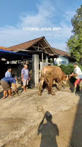 selamat idul adha 😊🔥🔥