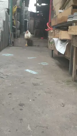WHY DOES SHE RUN LIKE THAT😭😭#botchok #fyp #chicken #lowqualitymemes 