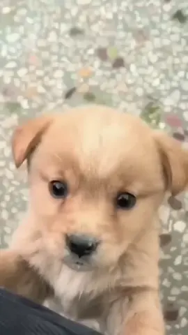 Puppy barks for the first time! #cute #puppy #viral #dog #short #adorable #baby #small ;