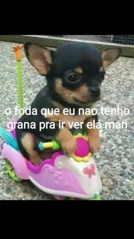 #gato #gatinhosengraçados #meme #fofo #viral #memestiktok #memesdegatos  #humor #fyy #foryoupage #gatitos