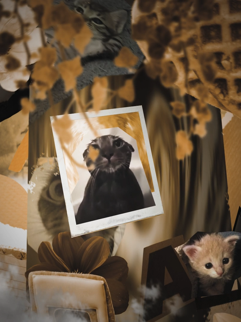 car edit pt. 16 i think | #cat #catedit #sillycat #cars #carsoftiktok #catsoftiktoks #caredit #silly #cute #acoustic #relatable #meme #aftereffects #aftereffectsedit #pescaep #pesca #kompapasion #kompa #frozy | song : kompa pasion - frozy | made ths in 3 hours and not with cats