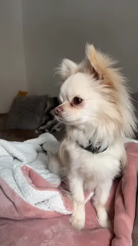 ❓~ Bertie is going for his second chemical castration today at the vets. Have any other chi owners tried this?🤍 it stops Bertie from marking in the house and calms him down so much! #chemicalcastration #chihuahua #chihuahuastiktok #whitechihuahua #longhairchihuahua #longhairchihuahuaoftiktok #whitedog #fluffydog 
