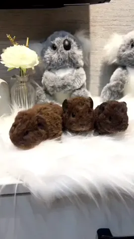 So cute guinea pig is like a little fur ball and it also squeaks.🥰🥰🥰💕😂🎉 #guineapig #guineapigs #pet #pettraining #funny #cute #cutepet #petlover #fyp 
