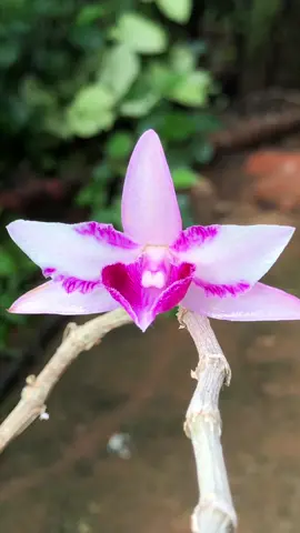 Chớp cánh mũi trắng một bông hoa đáng chơi nhất mà bạn nên có trong bộ sưu tập #xuhuong #fyp 