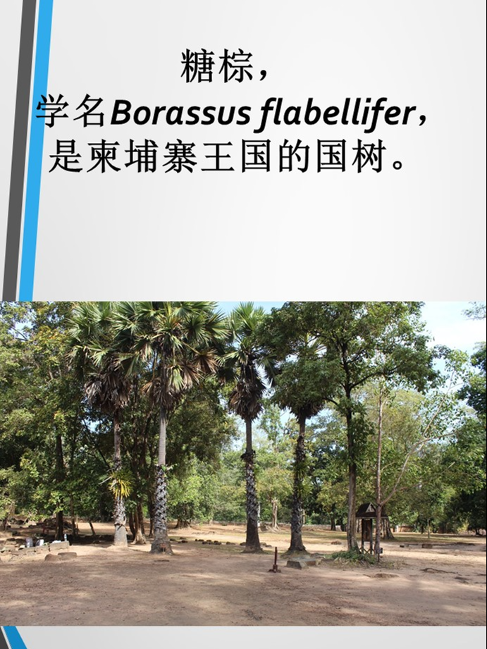 美丽柬埔寨——今天给大家介绍柬埔寨的国树：糖棕。