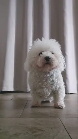 😊🐶🐾👌#viral #asoka #asokatrend #ringodance_Official #perte #dogscute #foryoupageofficiall #sanan 