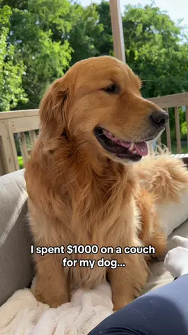 I’d buy this dog literally anything TBH🙃 #goldenretriever #dogs #dogsarefamily #dogsoftiktok #puppy #goldenretrieverpuppy 