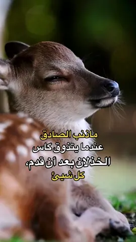 #ستورياتي #فولومي #أكسبلور #تيك_توك #fyp 